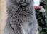 Maine Coon DK Proud Danish Prince Charming