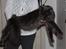 Maine Coon DK Proud Danish Prince Charming