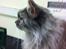 Maine Coon Sleipner/Koda