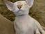 Peterbald DK Petheaven Marshmellow Rufus