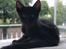 Huskat Bent Miau