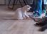 Huskat Jay