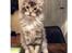 Maine Coon Calvin - Calvin 17 uger. flot! <3