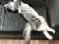 Maine Coon Calvin - laaang og trææt kat. 19 uger