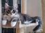 Maine Coon Calvin - calvin lige kommet hjem 12 uger