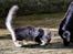 Maine Coon Calvin - calvin 14 uger leger med kea mor