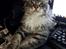 Maine Coon Calvin - Calvin 24 uger, spiller computer :D