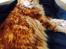 Maine Coon Cæsar