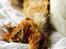 Maine Coon Cæsar