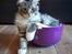 Maine Coon Calvin - Calvin 23 uger og skål :D