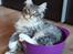 Maine Coon Calvin - Calvin 23 uger og skål :D