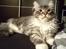 Maine Coon Calvin - calvin 22 uger putter i sengen