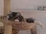 Maine Coon Calvin - træt mis 20 uger