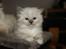 Ragdoll Luna