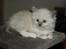 Ragdoll Luna