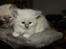 Ragdoll Luna