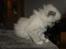 Ragdoll Luna