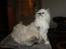 Ragdoll Luna