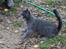 Russian Blue Vinterberg