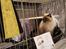 Ragdoll Arsenal bliv Grand International Premier - IP Arsenal FIFe World Show 2015  - CAGPIP certifikat 