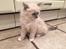 Ragdoll Luna