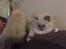 Ragdoll Luna