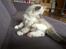 Ragdoll Luna