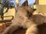 Ragdoll Luna