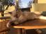 Ragdoll Luna