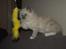 Ragdoll Luna