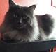 Blanding af racer Julius (Julle)