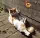 Blanding af racer Fluffy 