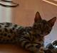 Bengal Bobbi