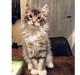 Maine Coon Calvin