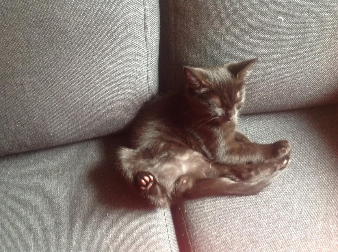 Huskat Figaro billede 11