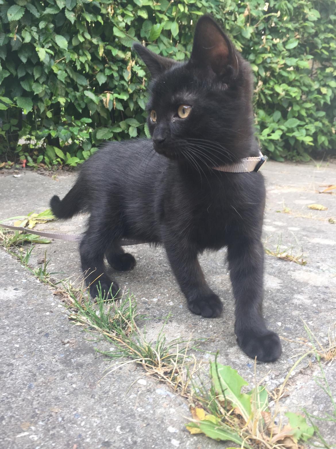 Huskat Figaro billede 13