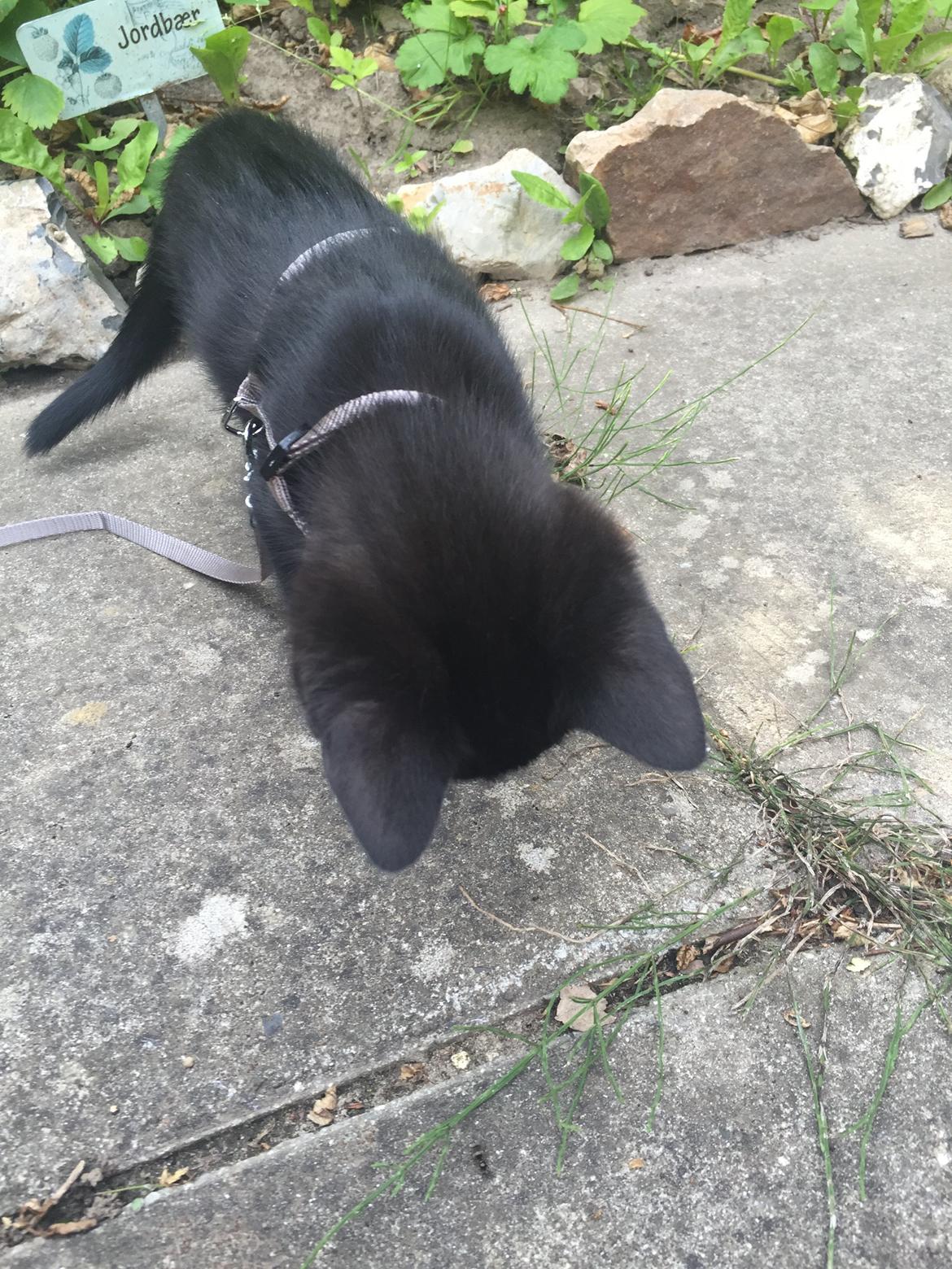 Huskat Figaro billede 12