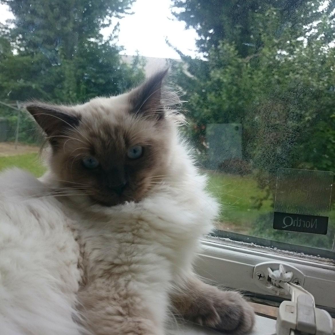 Blanding af racer Dolly billede 13