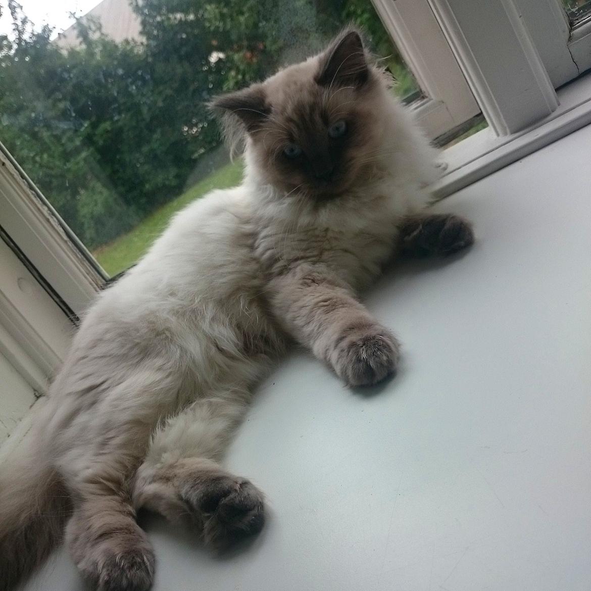 Blanding af racer Dolly billede 15