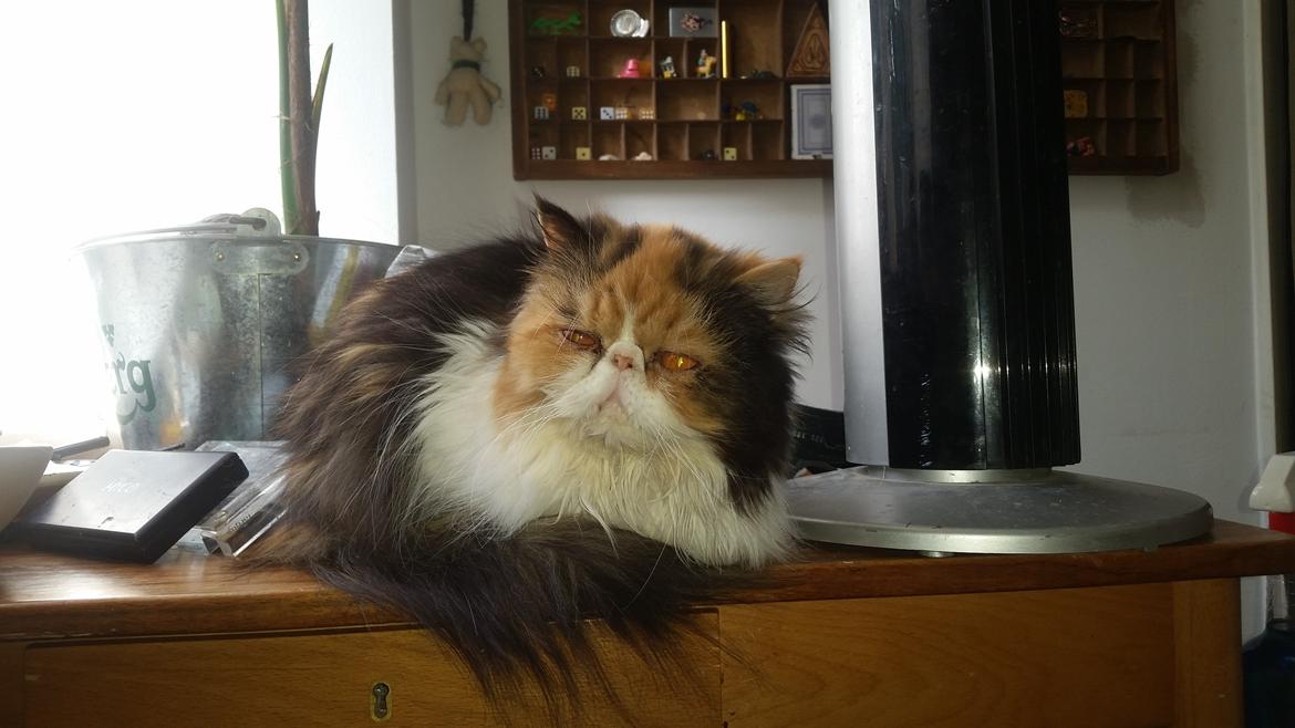 Perser Gurli Margrethe  billede 1