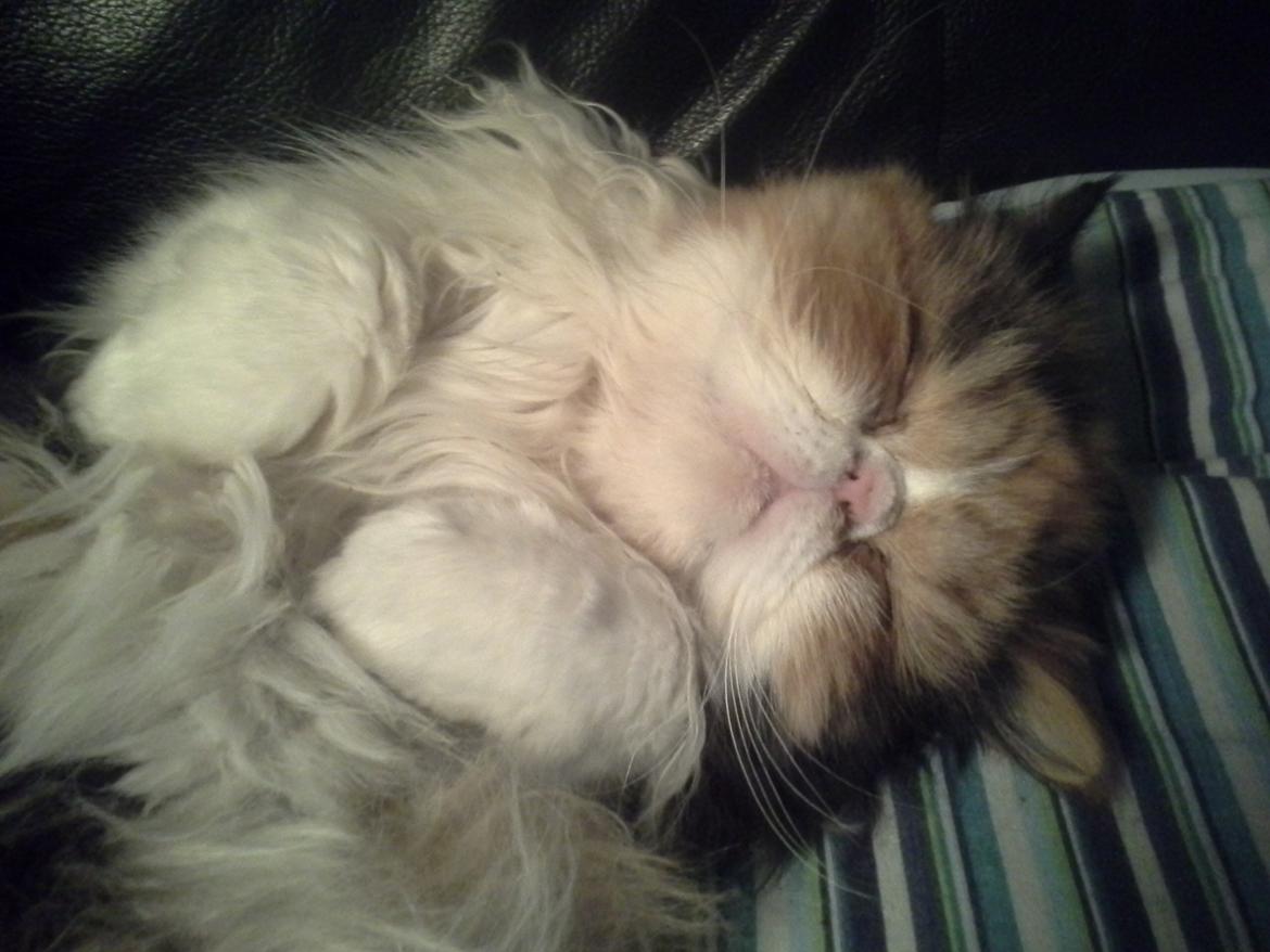 Perser Gurli Margrethe  billede 3