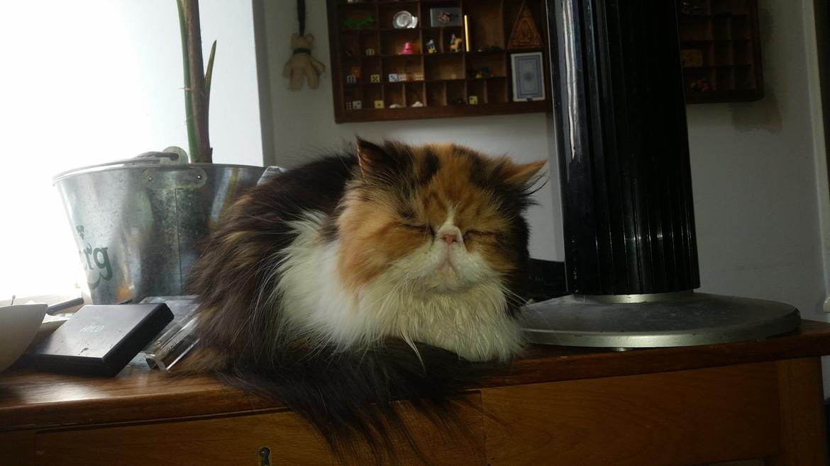 Perser Gurli Margrethe  billede 5