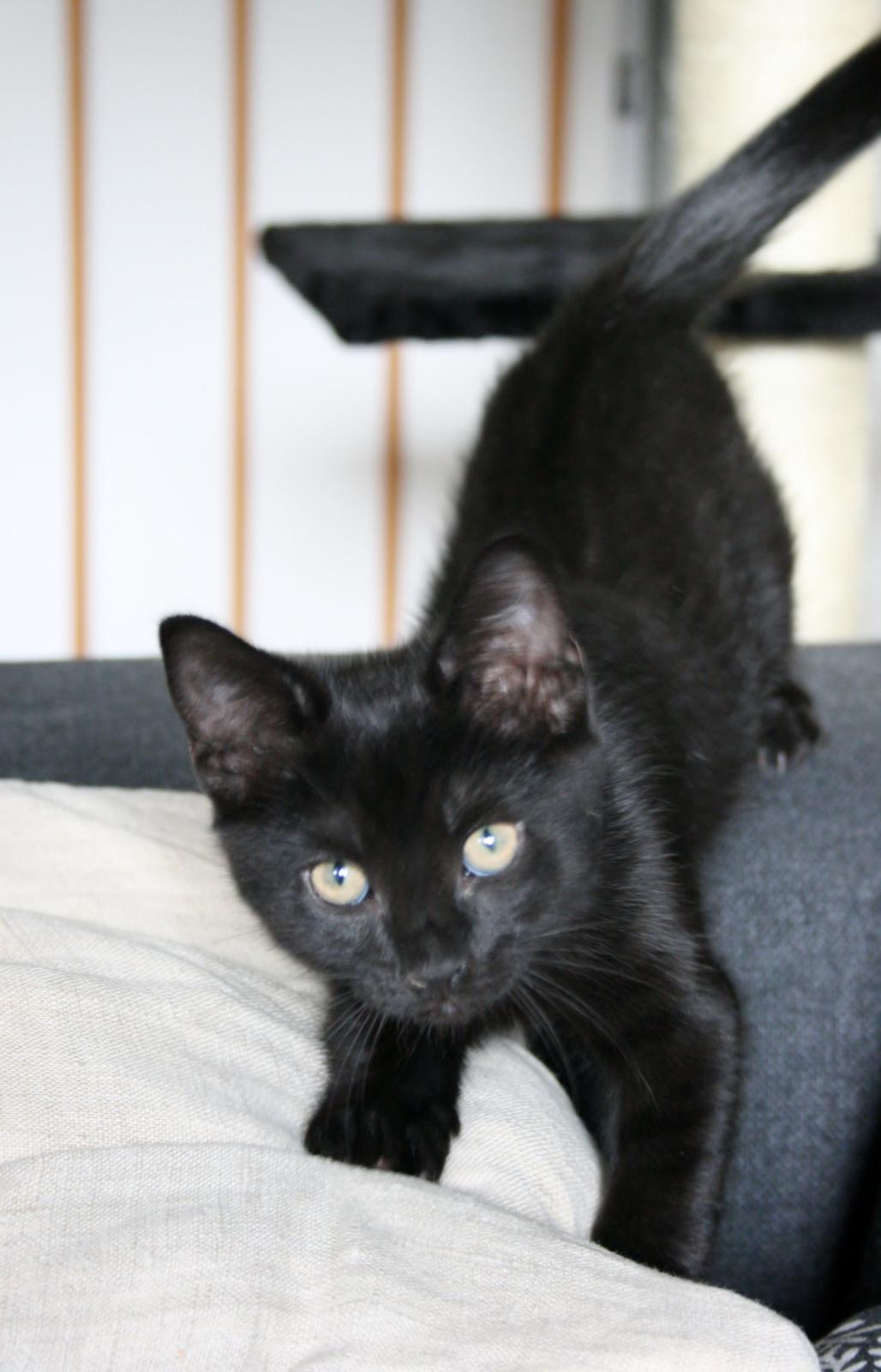 Huskat Figaro billede 14