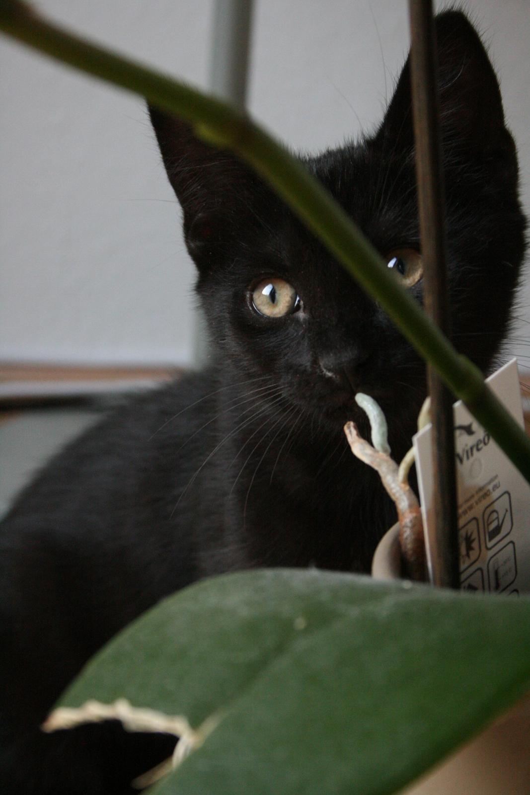 Huskat Figaro billede 1