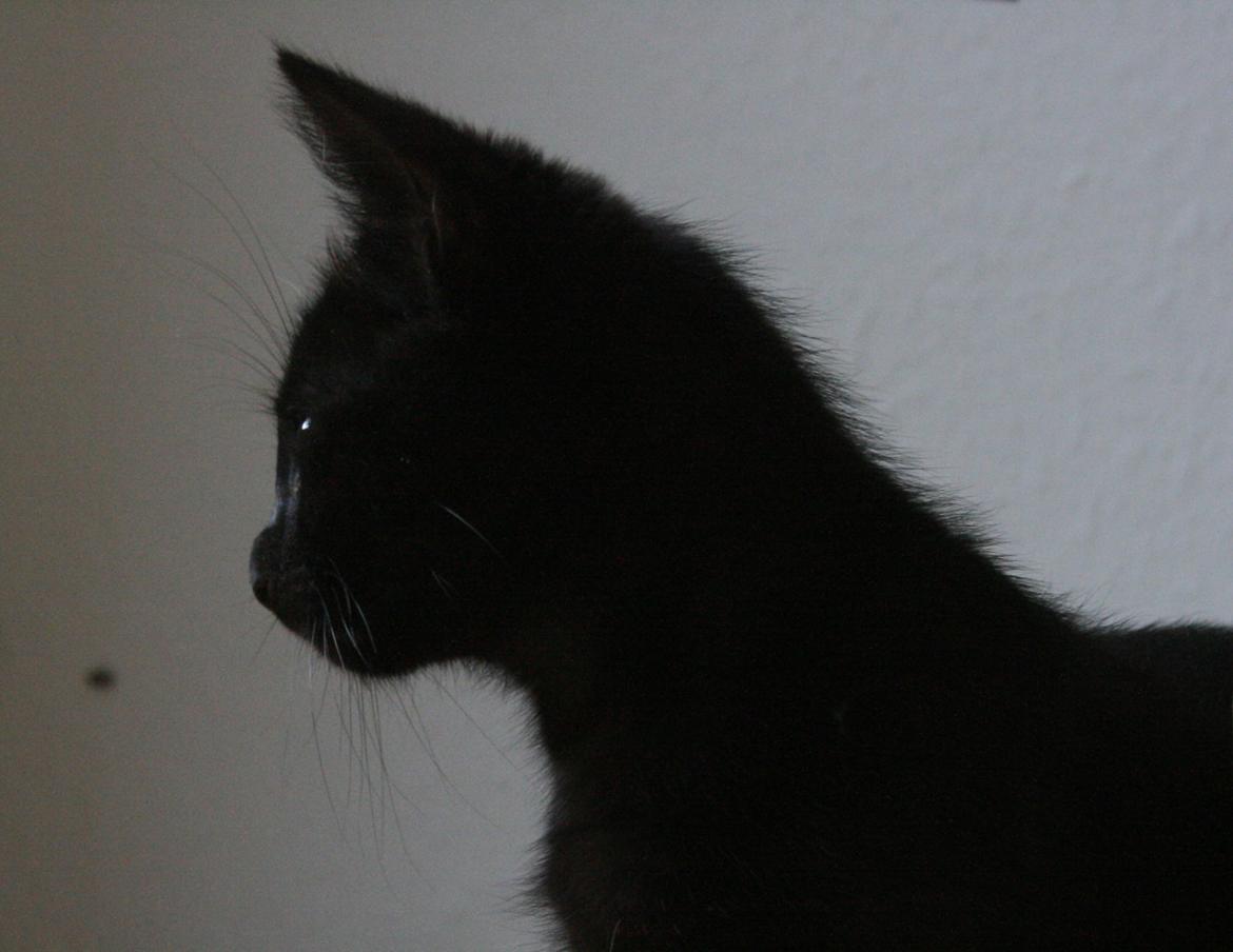 Huskat Figaro billede 16