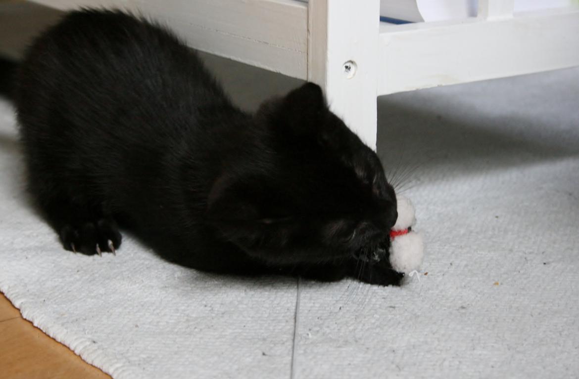 Huskat Figaro billede 17