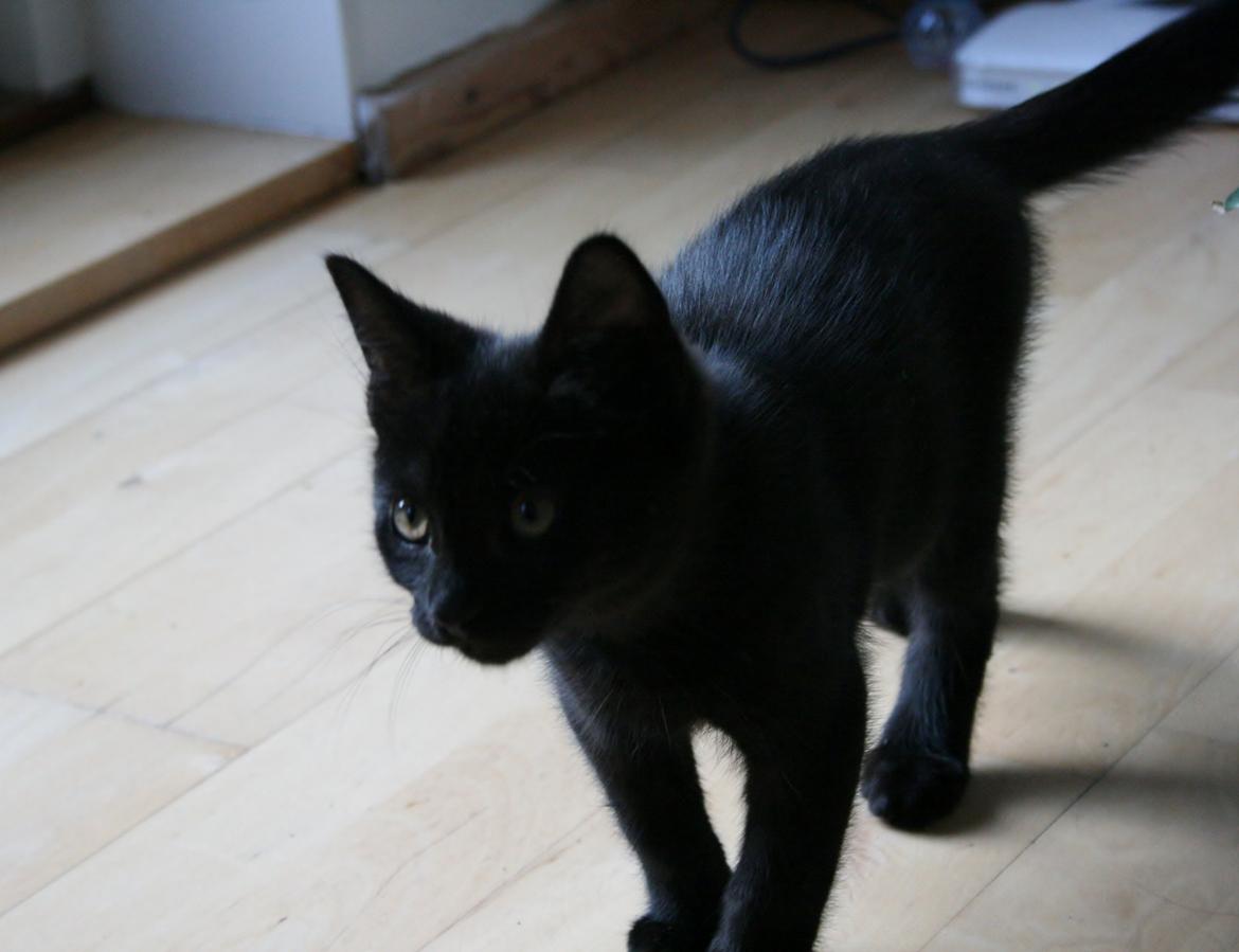 Huskat Figaro billede 15