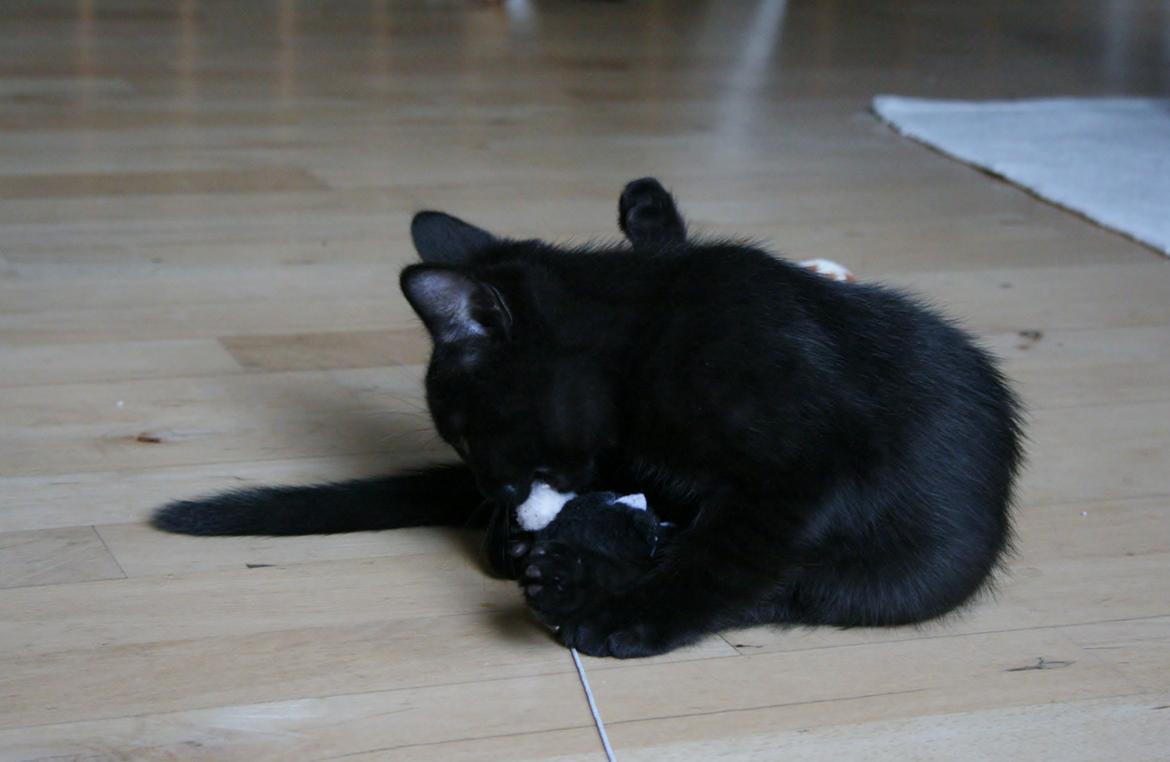 Huskat Figaro billede 19