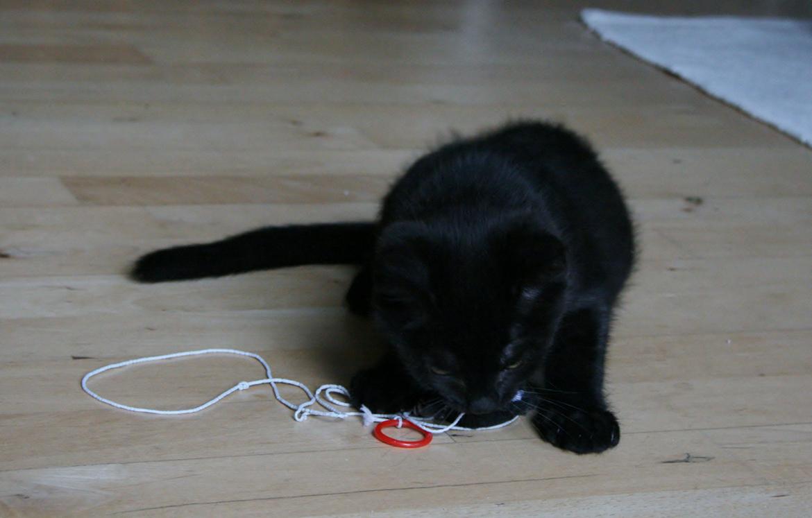 Huskat Figaro billede 20