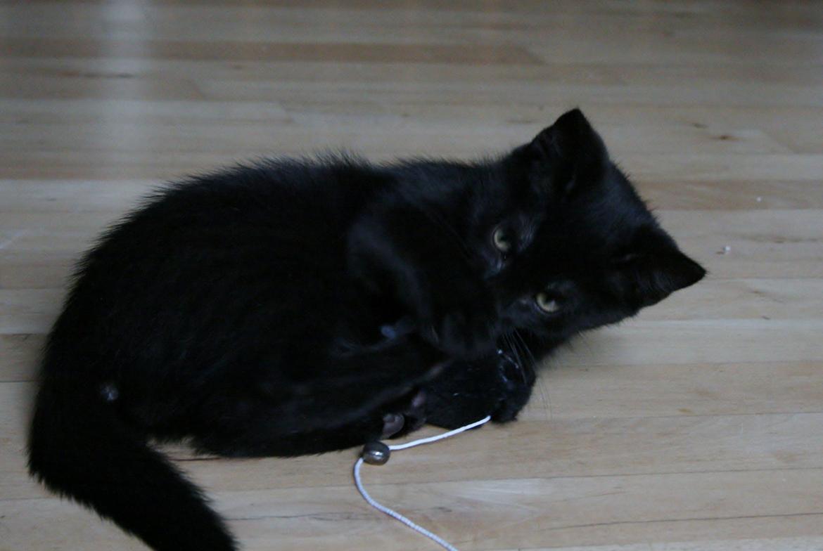 Huskat Figaro billede 18